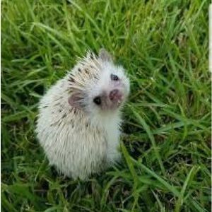 Meet your Posher, Juliet